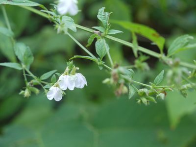 Anisomeles heyneana, photographed by Dinesh Valke