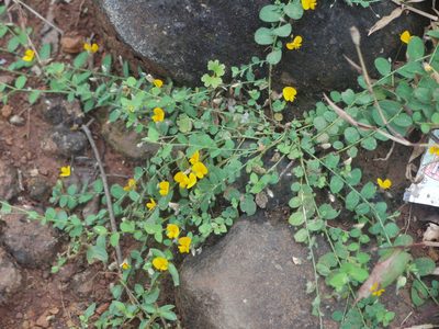 Crotalaria filipes, photographed by Dinesh Valke