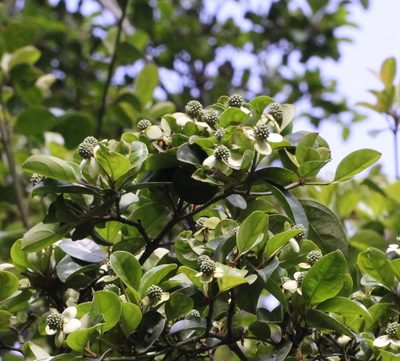 Cornus hongkongensis, photographed by Agnes Trekker