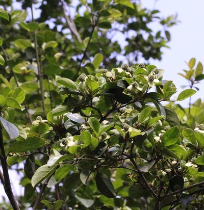 Cornus hongkongensis, photographed by Agnes Trekker