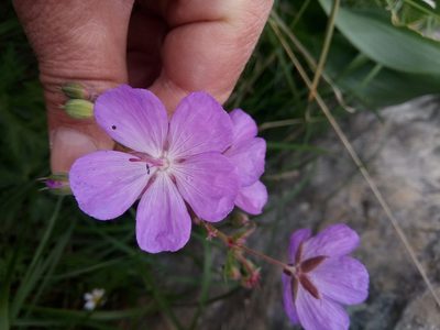 Geranium atlanticum, photographed by Karim Haddad