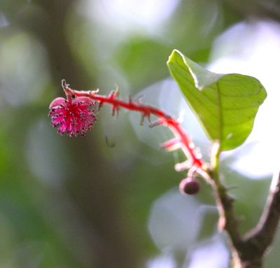 Hancea hookeriana, photographed by Agnes Trekker
