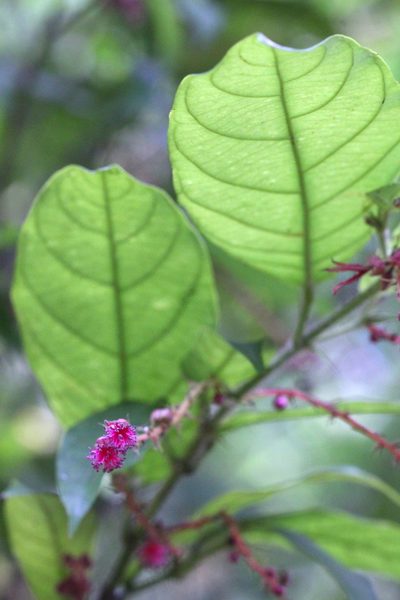 Hancea hookeriana, photographed by Agnes Trekker