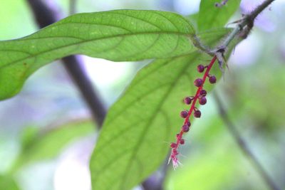Hancea hookeriana, photographed by Agnes Trekker