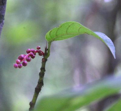 Hancea hookeriana, photographed by Agnes Trekker