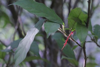 Hancea hookeriana, photographed by Agnes Trekker