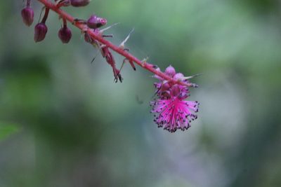 Hancea hookeriana, photographed by Agnes Trekker