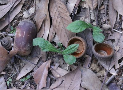 Quercus edithiae, photographed by Agnes Trekker