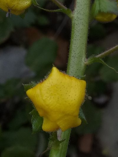Verbascum betonicifolium, photographed by Karim Haddad