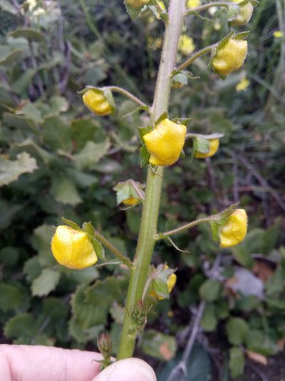 Verbascum betonicifolium, photographed by Karim Haddad