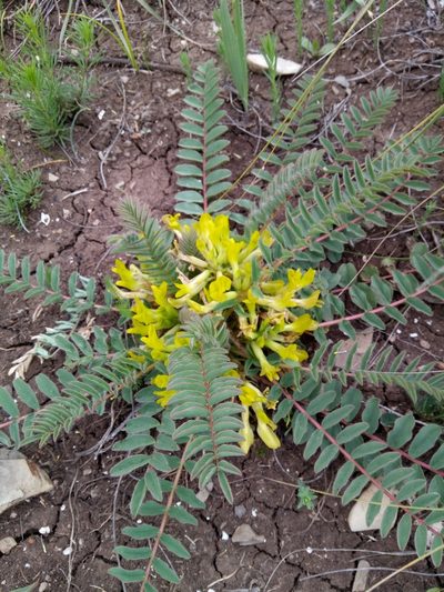 Astragalus boreoafricanus, photographed by Karim Haddad