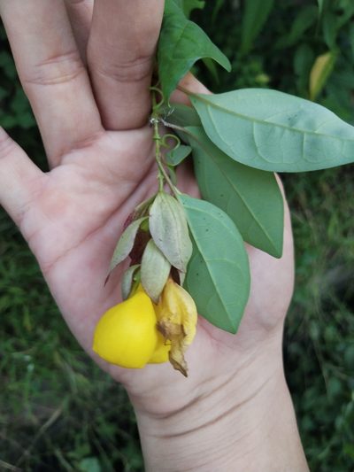 Gmelina philippensis, photographed by Greg III Espera