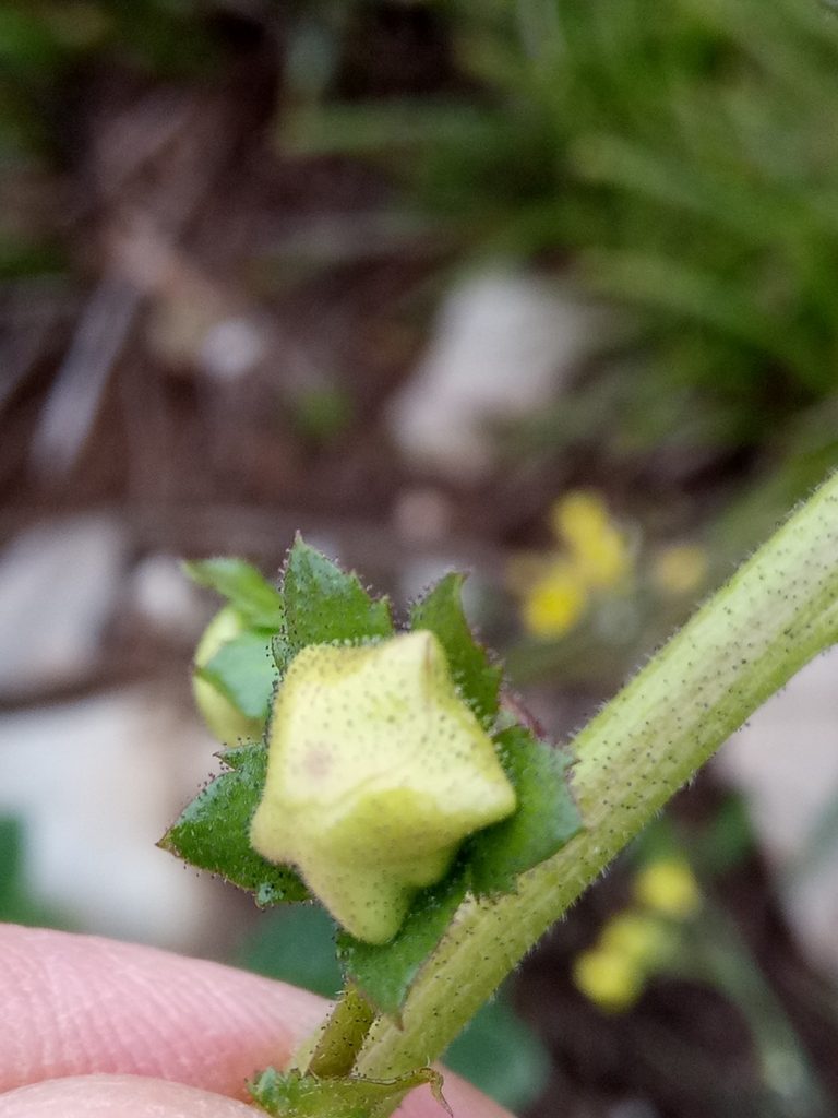 Verbascum betonicifolium, photographed by Karim Haddad