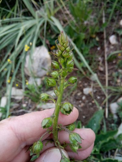Verbascum betonicifolium, photographed by Karim Haddad