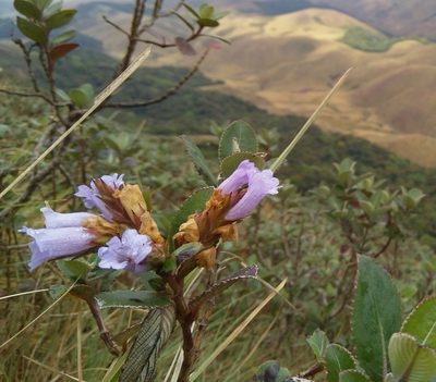 Strobilanthes kunthiana, photographed by Viral joshi