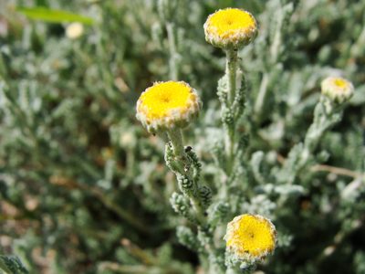 Santolina africana, photographed by Abdenour Kheloufi