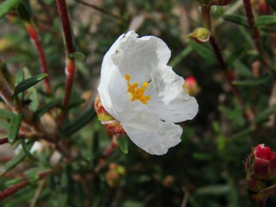 Cistus clusii, photographed by Abdenour Kheloufi