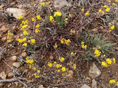 Helianthemum rotundifolium, photographed by Abdenour Kheloufi