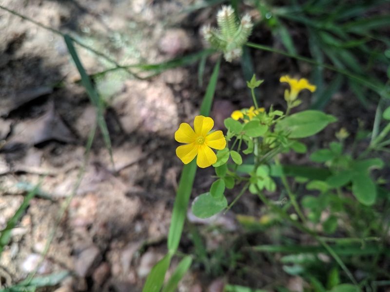 Oxalis divaricata, photographed by Macelo Costa