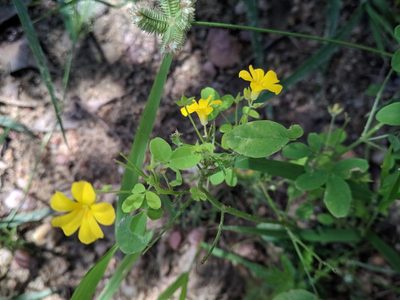 Oxalis divaricata, photographed by Macelo Costa