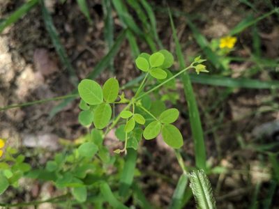 Oxalis divaricata, photographed by Macelo Costa