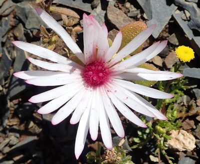 Cleretum maughanii, photographed by Peter Warren