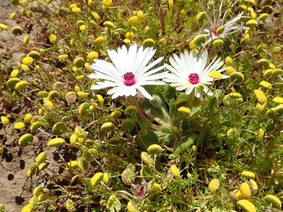 Cleretum maughanii, photographed by Peter Warren