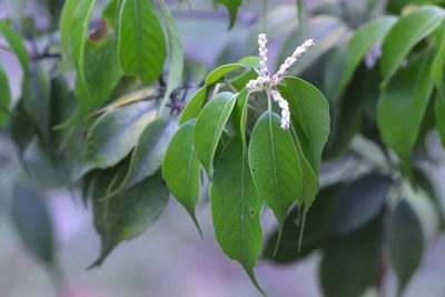 Lithocarpus konishii, photographed by Agnes Trekker