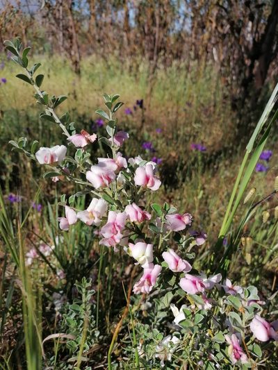 Podalyria microphylla, photographed by Paul Emms