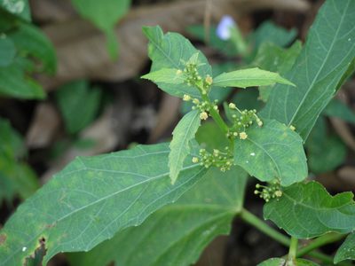 Baliospermum solanifolium, photographed by Dinesh Valke