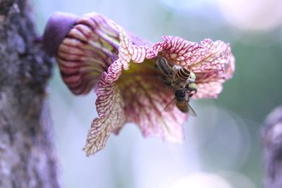 Crescentia alata, photographed by Agnes Trekker