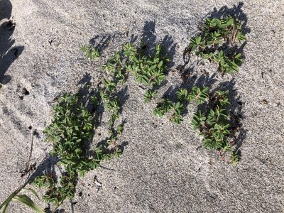 Euphorbia bombensis, photographed by mothy