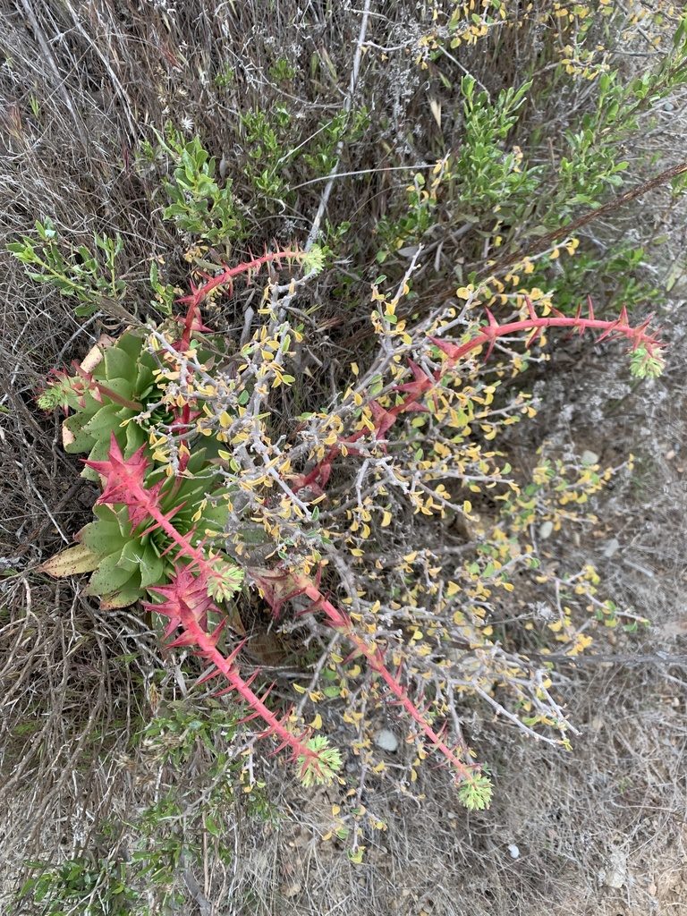 Dudleya brittonii, photographed by Kristen Francis