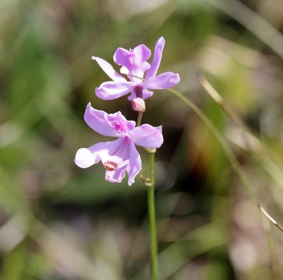 Calopogon pallidus, photographed by Lauren McLaurin