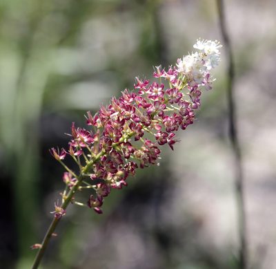 Stenanthium densum, photographed by Lauren McLaurin