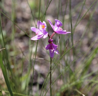 Calopogon barbatus, photographed by Lauren McLaurin