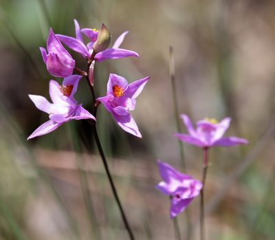 Calopogon barbatus, photographed by Lauren McLaurin