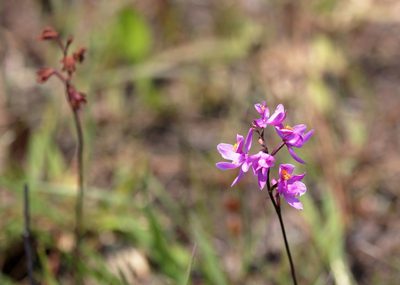 Calopogon multiflorus, photographed by Lauren McLaurin