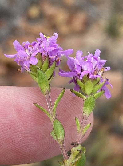 Selago myrtifolia, photographed by Dave U