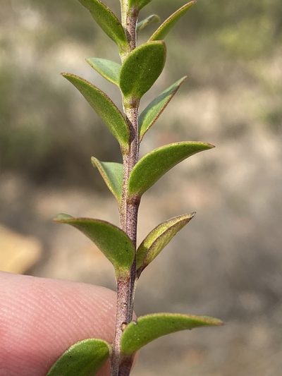 Selago myrtifolia, photographed by Dave U