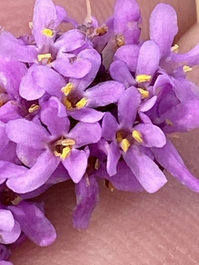 Selago myrtifolia, photographed by Dave U