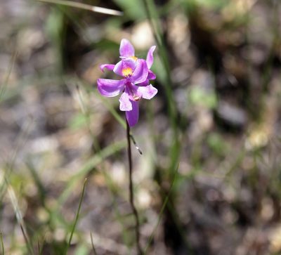Calopogon multiflorus, photographed by Lauren McLaurin