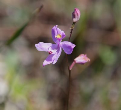 Calopogon multiflorus, photographed by Lauren McLaurin