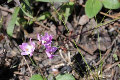 Calopogon multiflorus, photographed by Lauren McLaurin