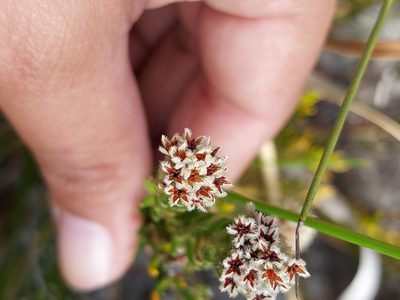 Phylica strigosa, photographed by sharndreheuvel