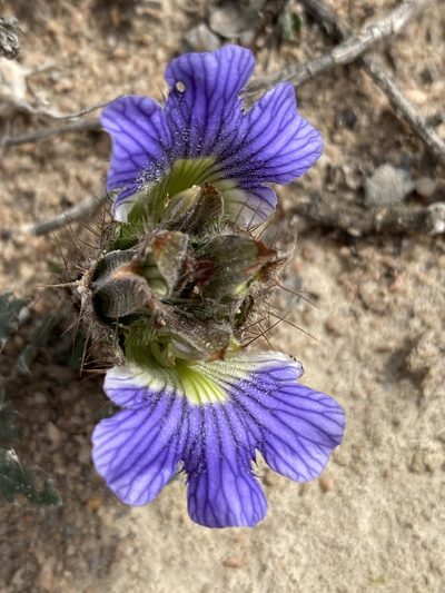 Blepharis procumbens, photographed by Dave U