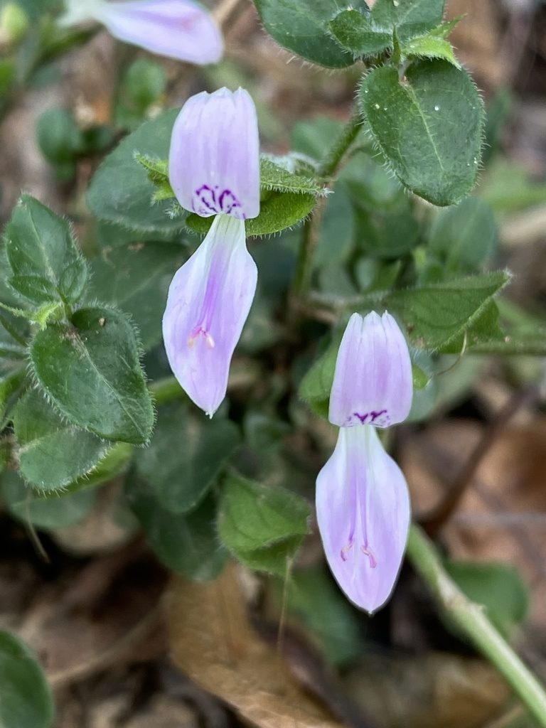 Dicliptera capensis, photographed by Dave U