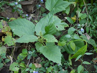 Baliospermum solanifolium, photographed by Dinesh Valke