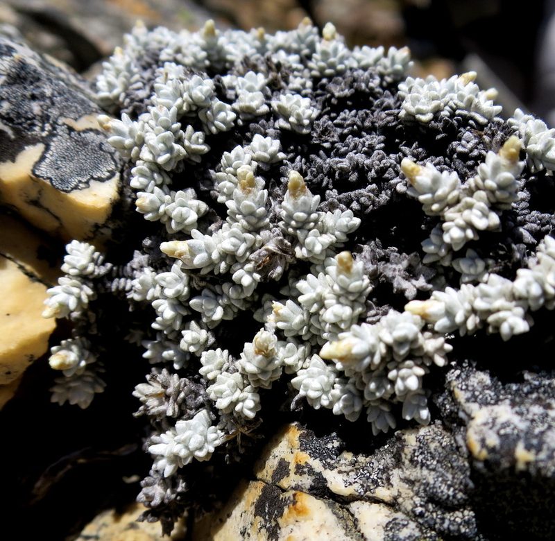 Helichrysum saxicola, photographed by Di Turner