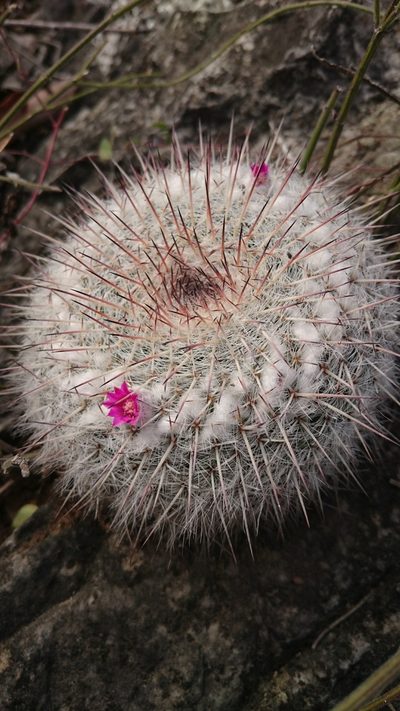 Mammillaria hahniana, photographed by Sandino Guerrero